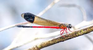 BSI Discovers <span style="background-color:#fff9c4;font-weight:bold;">Five New Plant Species</span> in the <span style="background-color:#e2f0fb;font-weight:bold;">Western Ghats</span>.