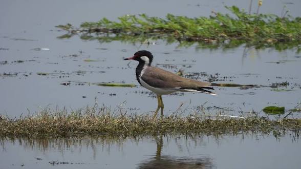 <b>India</b> expands its Ramsar network with Surha Tal as the 100th site.