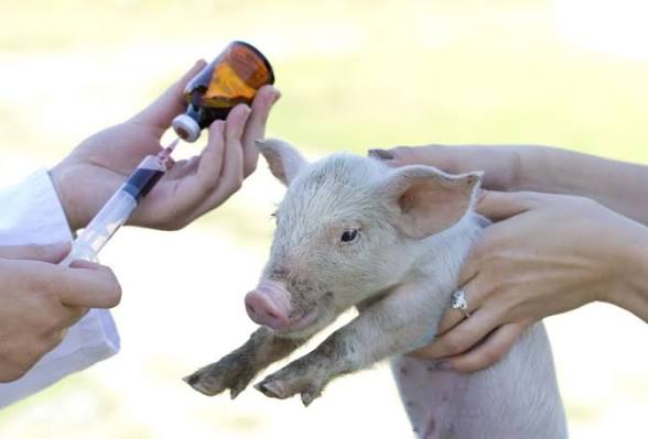 <b>ICAR develops India's first indigenous African Swine Fever vaccine.</b>