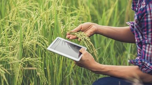 <b>Chandigarh University develops AI model for crop-yield prediction.</b>