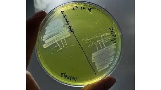 <b>Pollution-eating bacteria Brachybacterium netajii discovered in Hooghly River.</b>