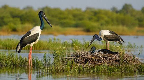 <b>Khijadiya Bird Sanctuary identified as key Black-necked Stork breeding site.</b>