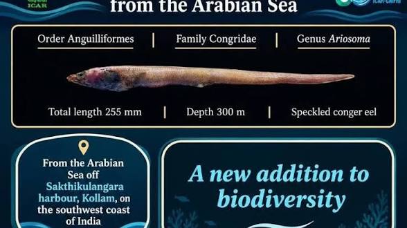 <b>ICAR-CMFRI discovers new conger eel species Ariosoma cmfriense.</b>