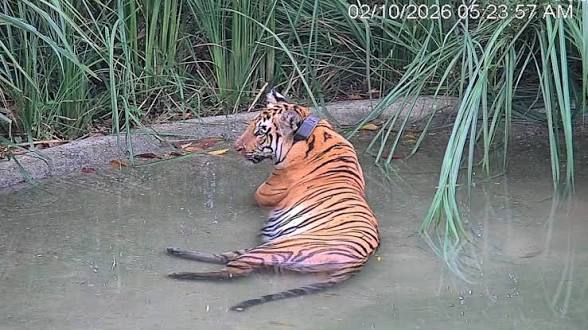 <b>First tigress released in Buxa Tiger Reserve reintroduction programme.</b>